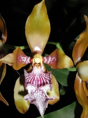 Bild von Odontoglossum wyathianum 3